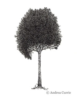 PomonaLIFE tree