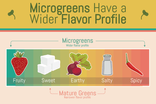 microgreens-flavor-profile