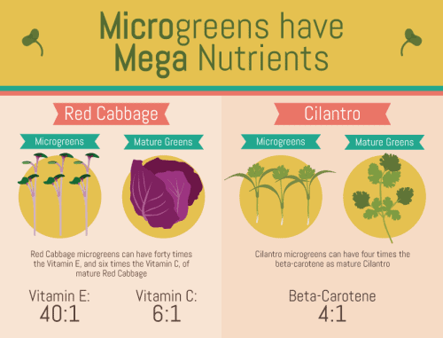 microgreens-have-mega-nutrients