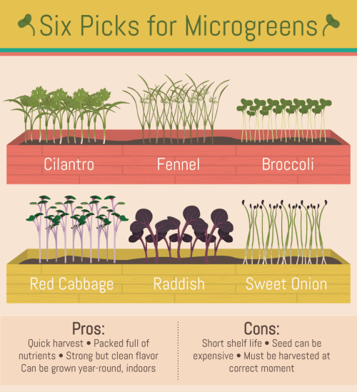 six-picks-for-microgreens