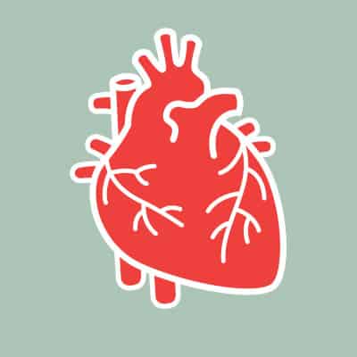 Human heart vector