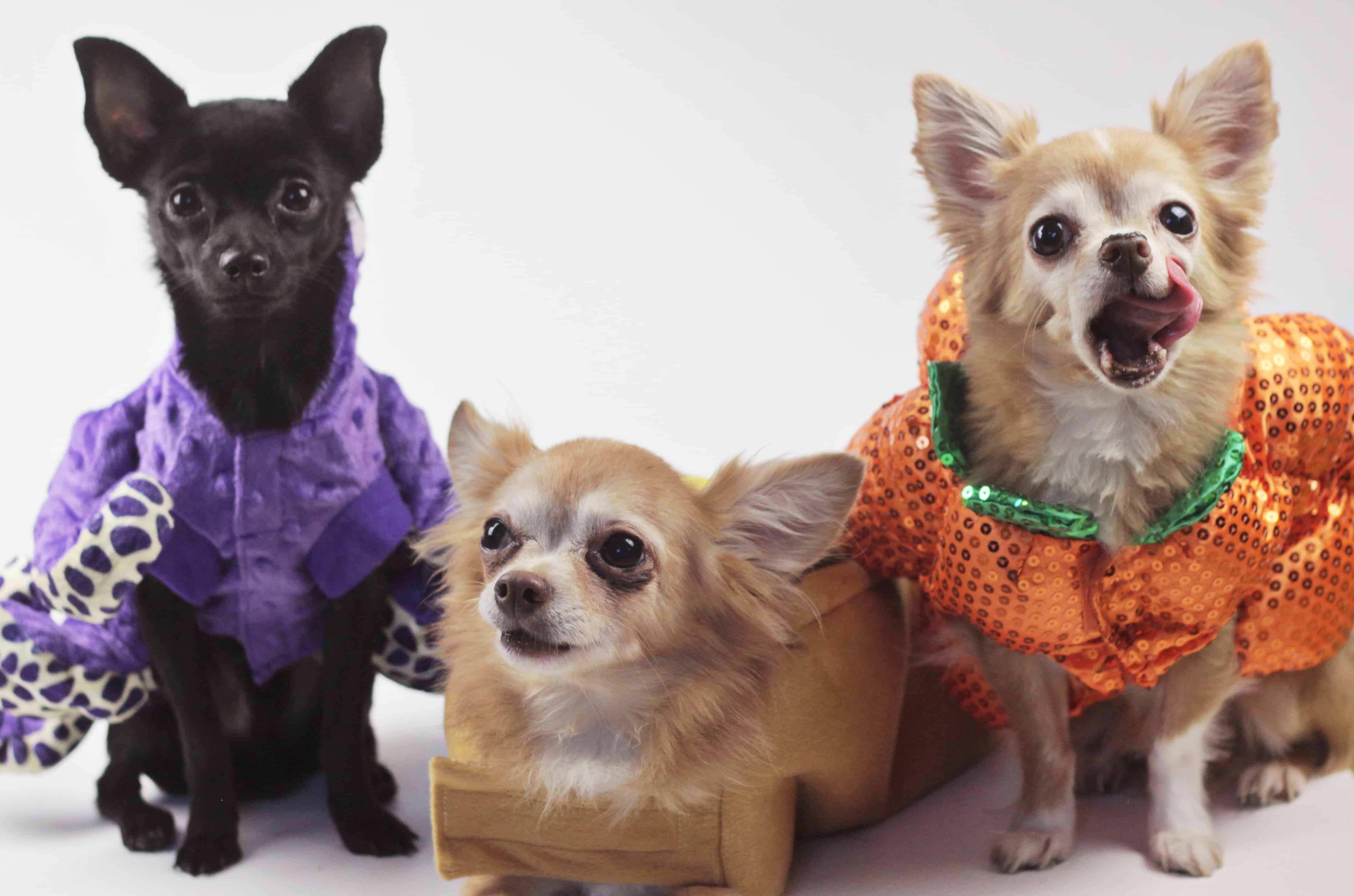 5 Adorable Pet Halloween Costume Ideas from HomeSense & Contest